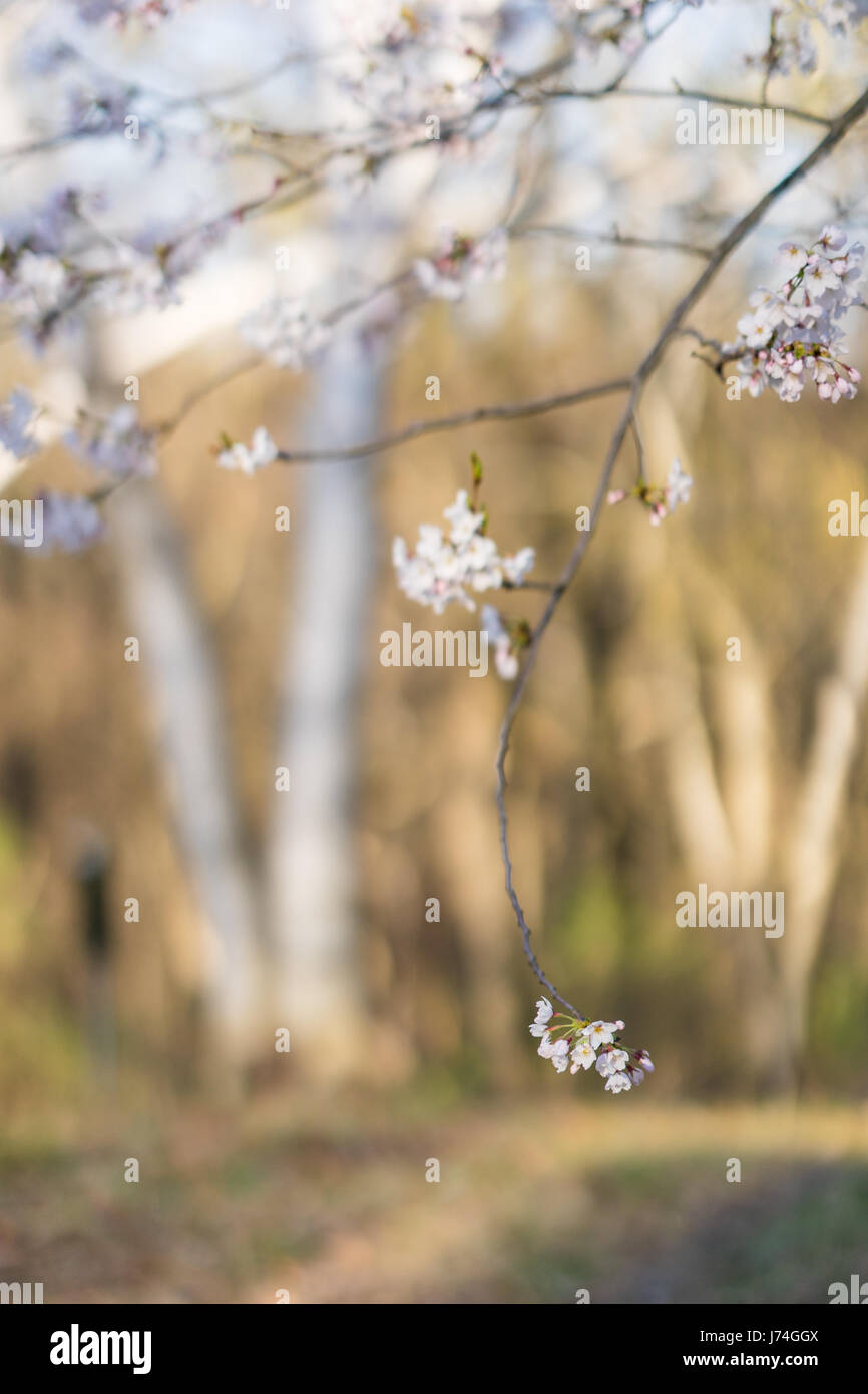 Japanese cherry blossom trees in the morning light. Spring sunrise in ...