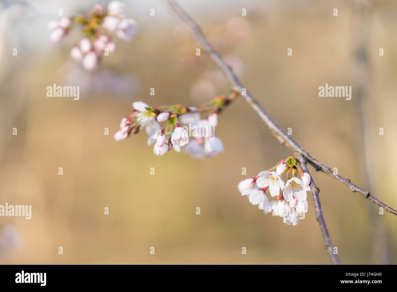 Japanese cherry blossom trees in the morning light. Spring sunrise in ...