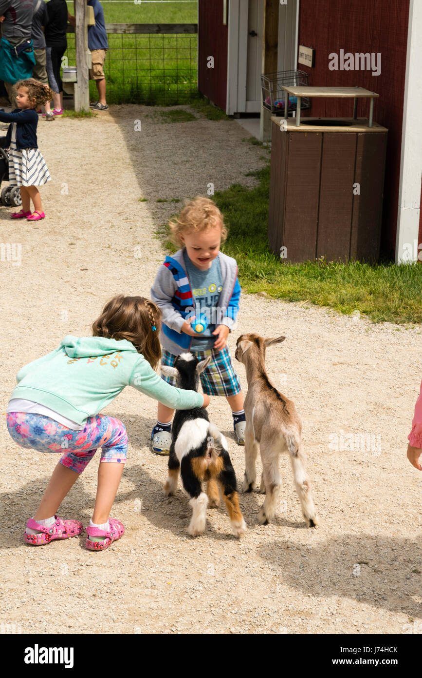 A Boy Feeds A Goat Kid At The Farm Door County Wisconsin