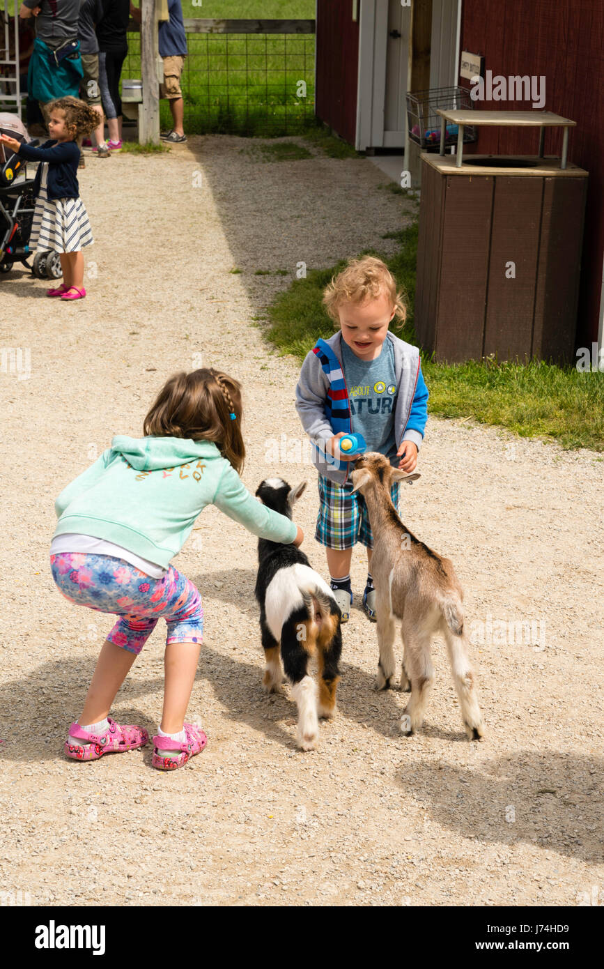 A Boy Feeds A Goat Kid At The Farm Door County Wisconsin
