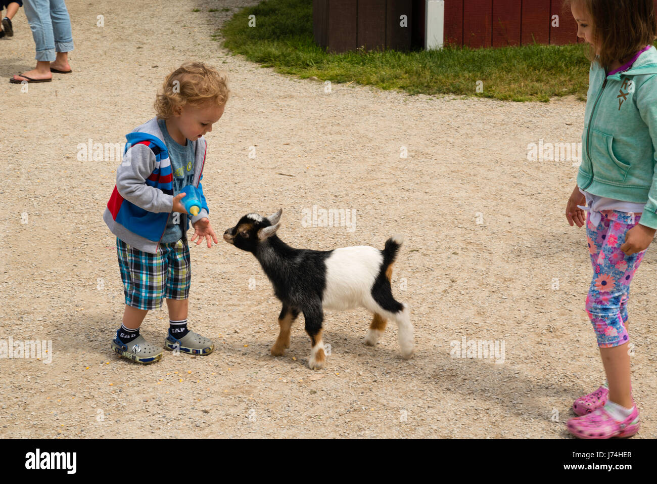A Boy Feeds A Goat Kid At The Farm Door County Wisconsin