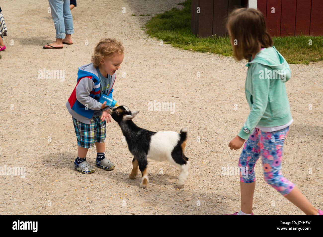 A Boy Feeds A Goat Kid At The Farm Door County Wisconsin