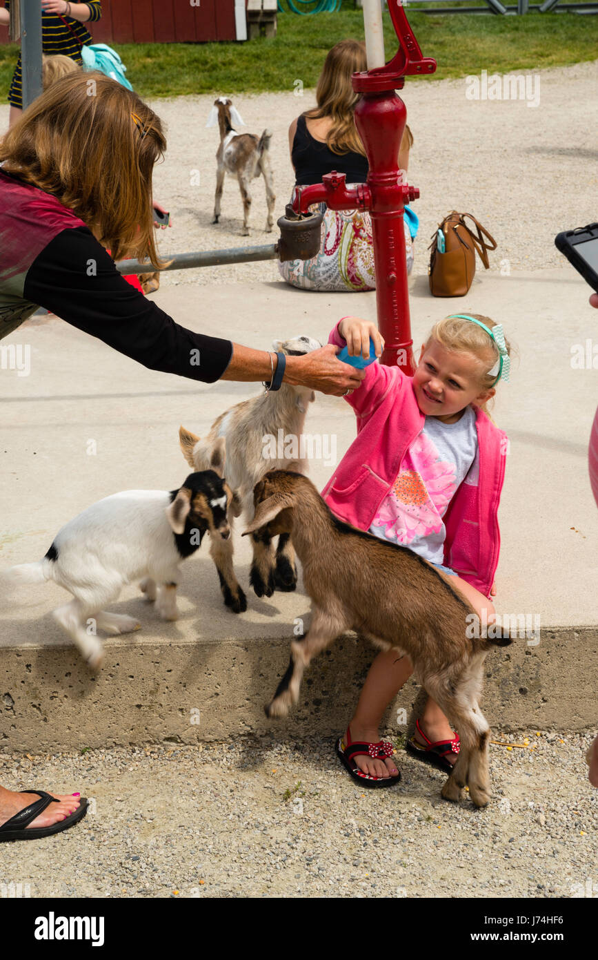 A Girl Feeds Goat Kids At The Farm Door County Wisconsin Usa