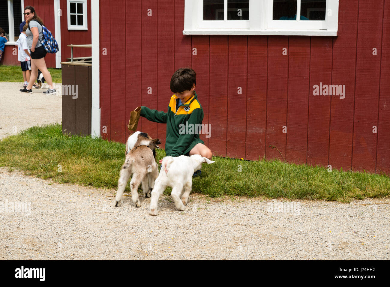 A Boy Feeds Goat Kids At The Farm Door County Wisconsin