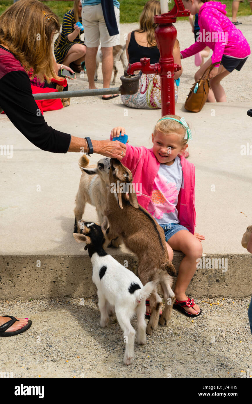 A Girl Feeds Goat Kids At The Farm Door County Wisconsin Usa