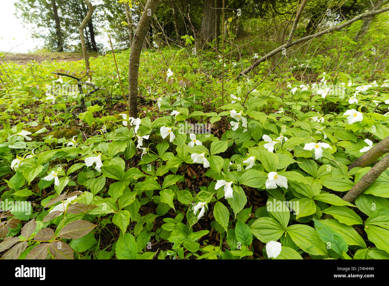 Trillium in bloom, Cave Point County Park, Door County, Wisconsin Stock