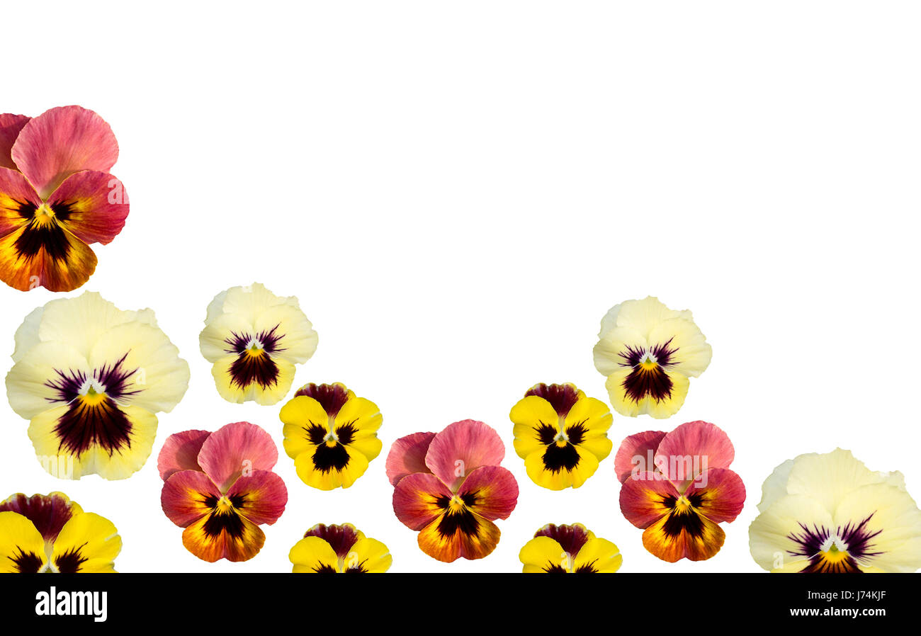 flower plant spring backdrop background pansy detail isolated colour ...
