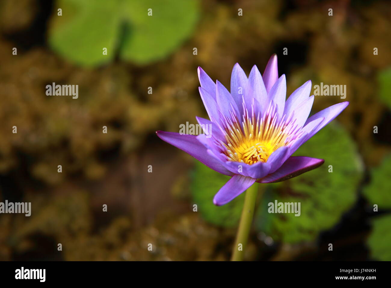water lily Stock Photo