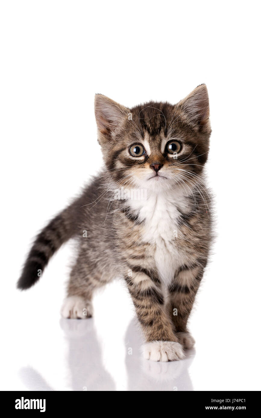Little baby cats deals