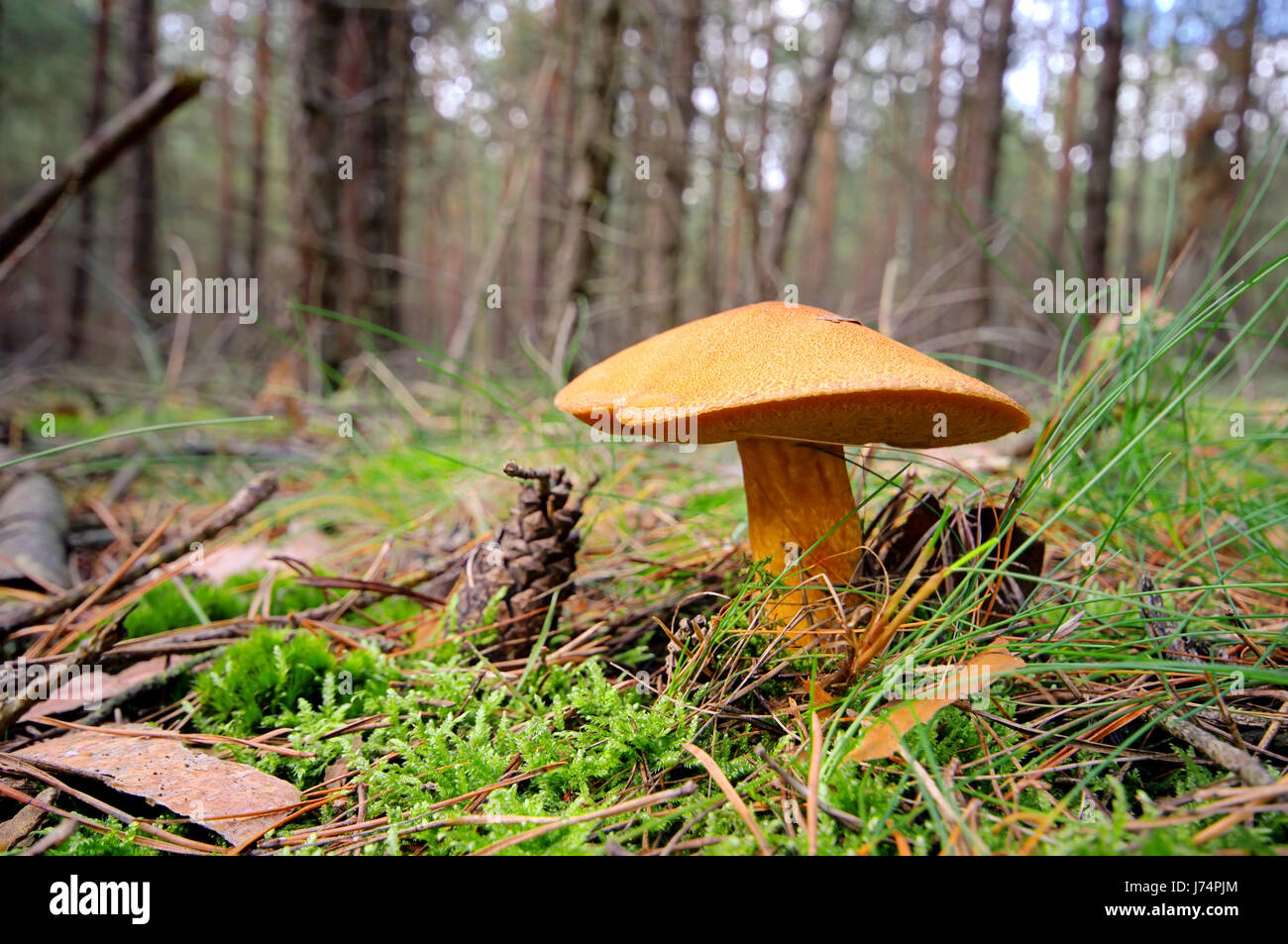 Cyanescens hi-res stock photography and images - Alamy
