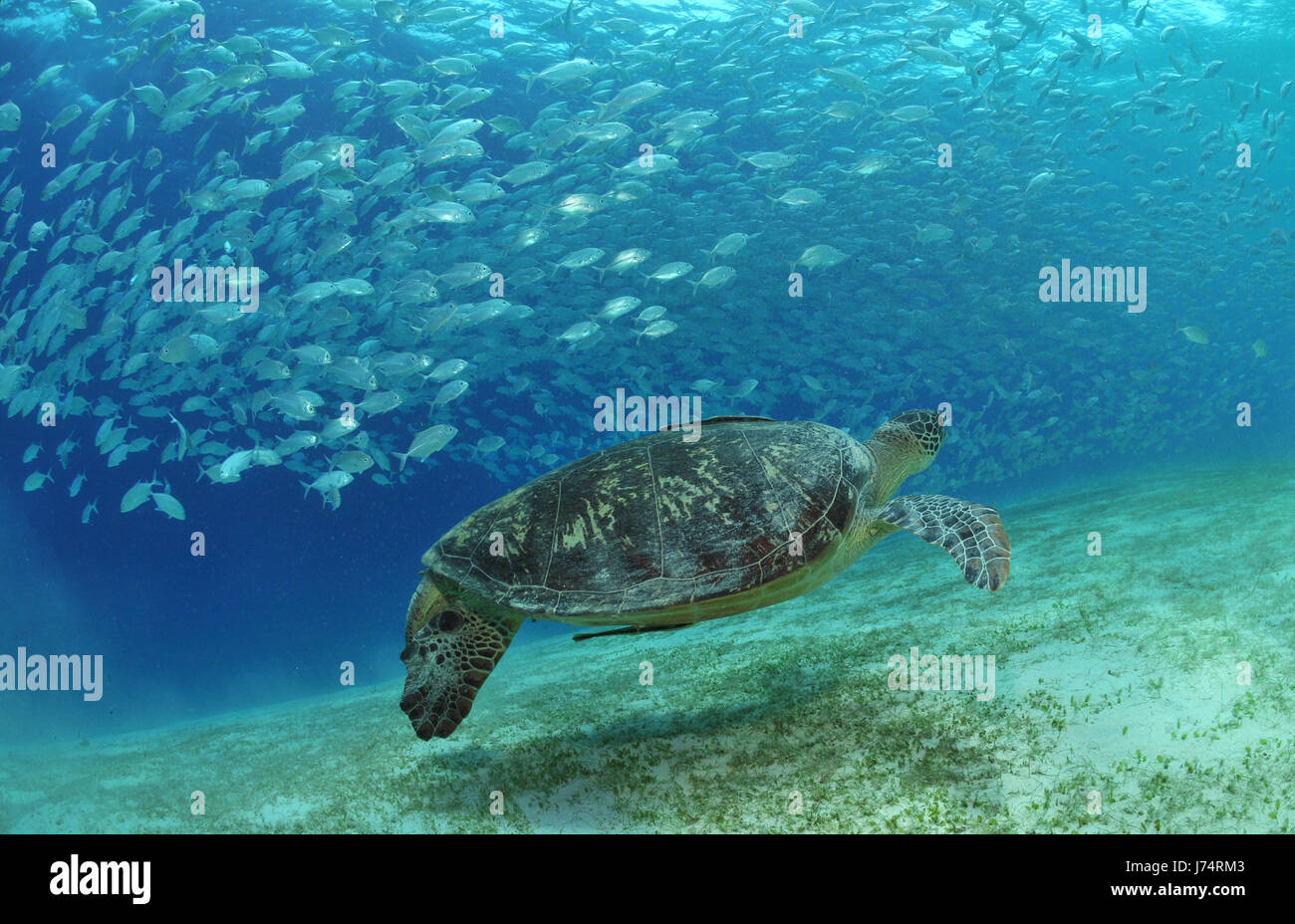 pisces fishes turtle tortoise asia fish underwater dive fishes turtle seaweed Stock Photo