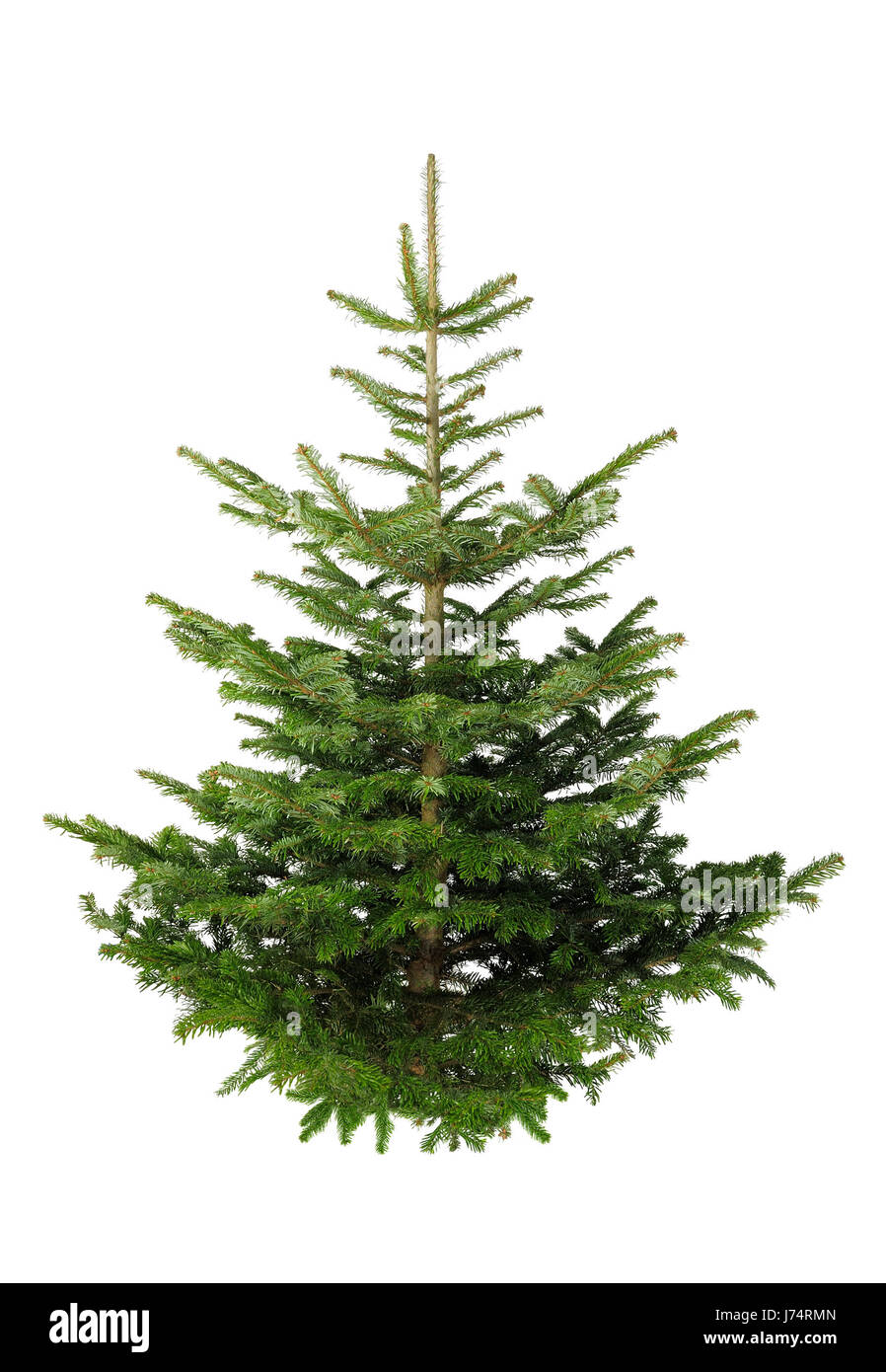 christmas tree without ornaments on white Stock Photo