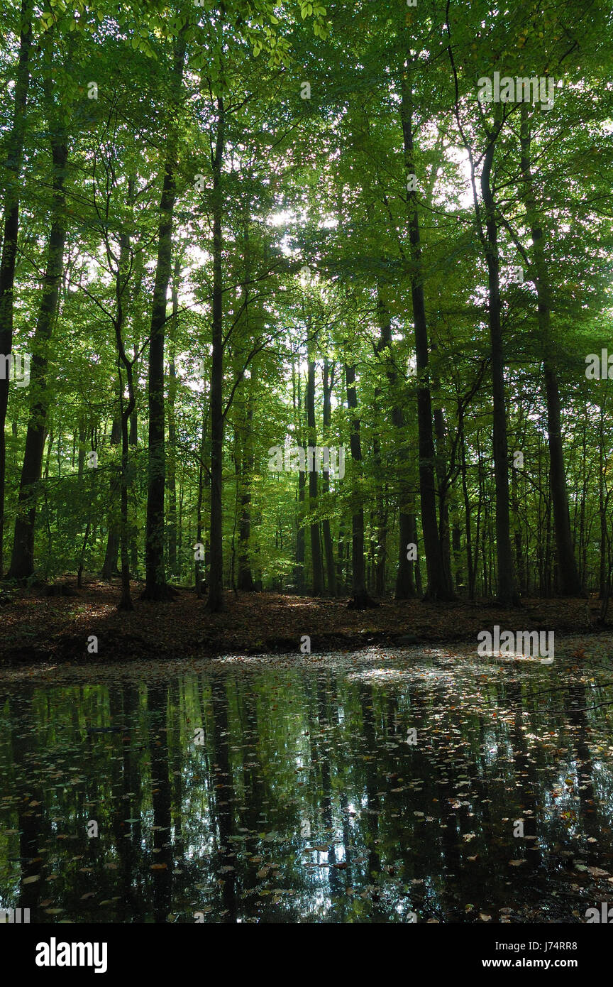 Conservation Of Nature Brandenburg Forest Tree Trees Fen Fresh Water Pond Water Stock Photo Alamy