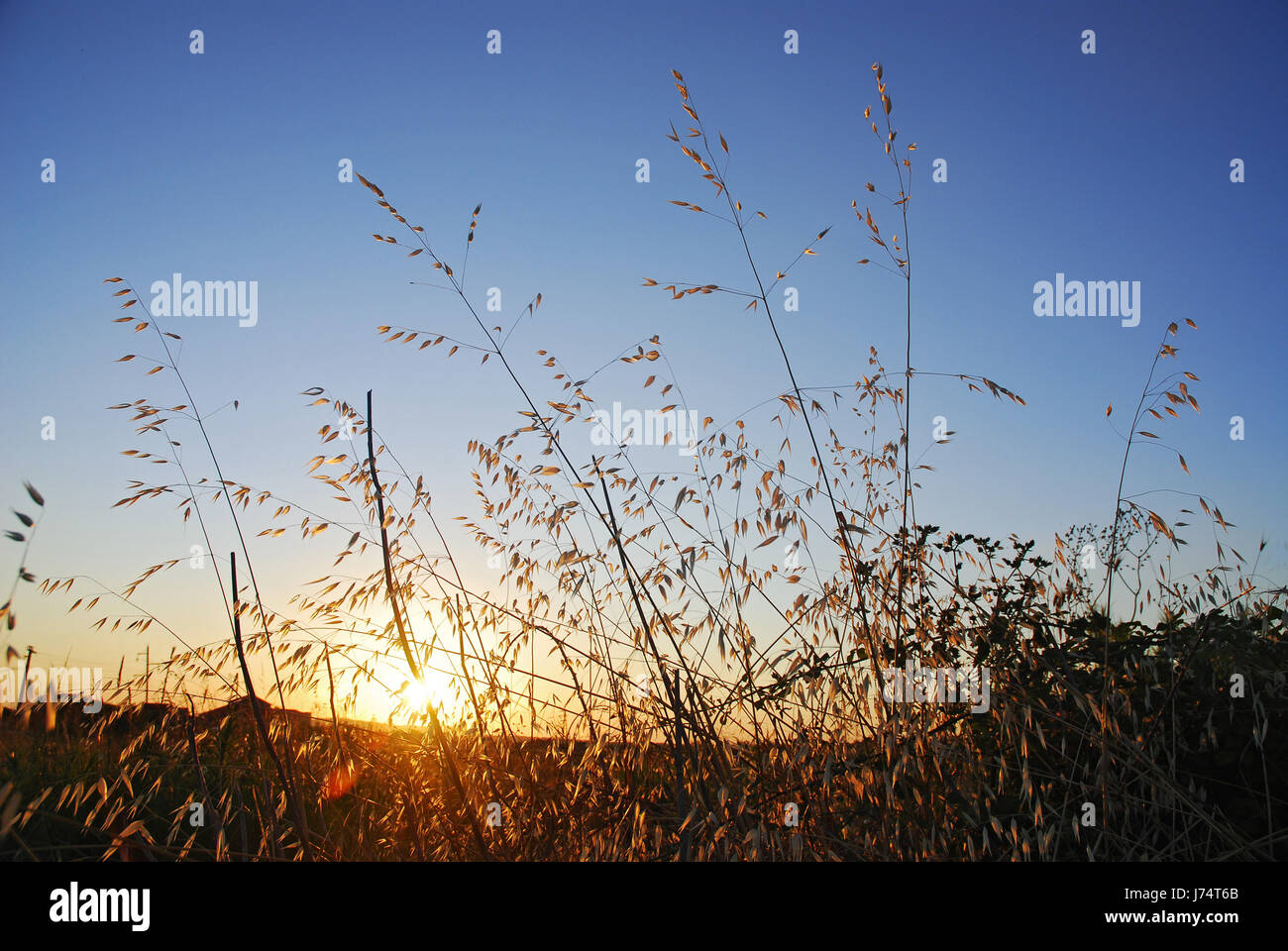 long grass Stock Photo