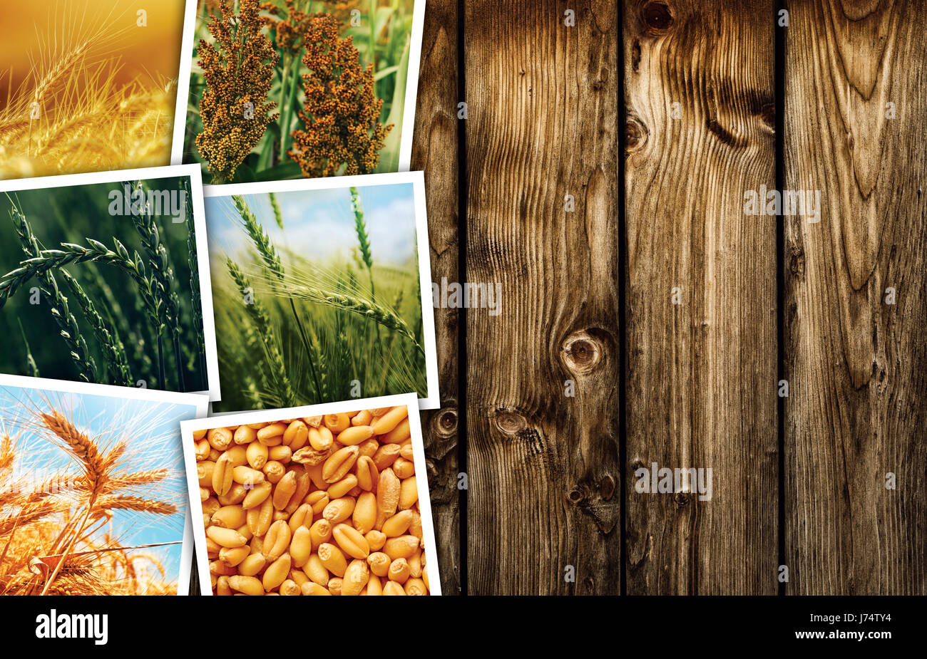 Cereal plant farming in agriculture photo collage, collection of photos