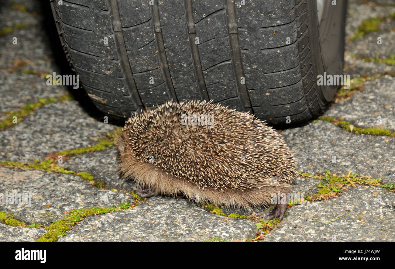 traffic transportation road traffic hedgehog snow tyre car tire to run over Stock Photo