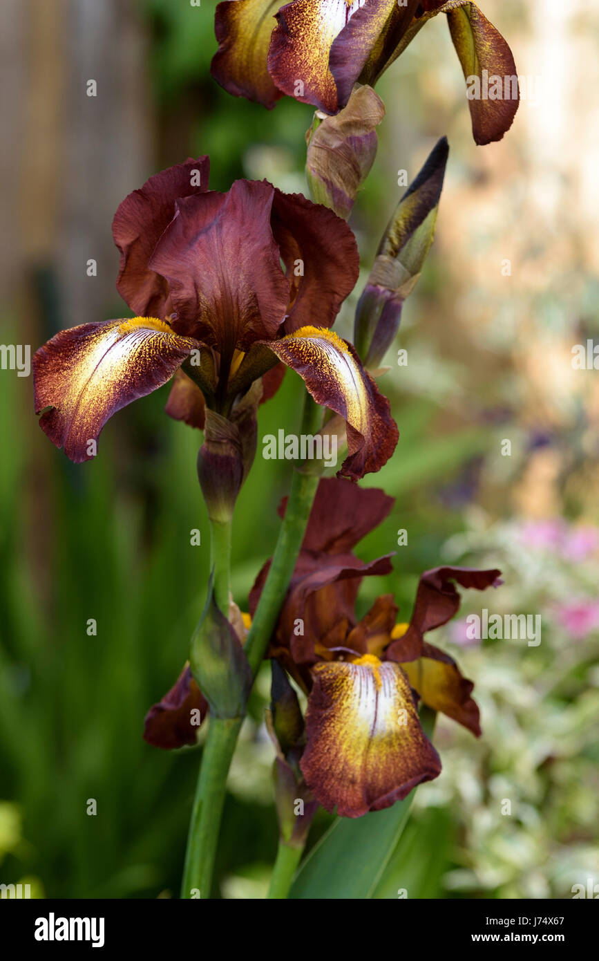 Iris Kent Pride, Iridaceae, Bearded. Stock Photo