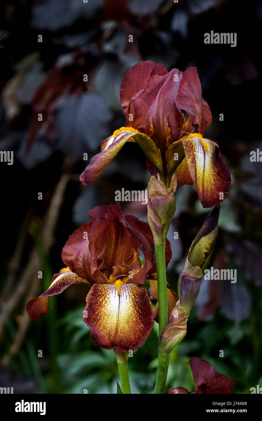 Iris Kent Pride, Iridaceae, Bearded. Stock Photo