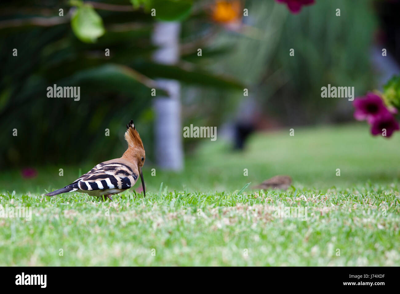 hoopoe on foraging Stock Photo