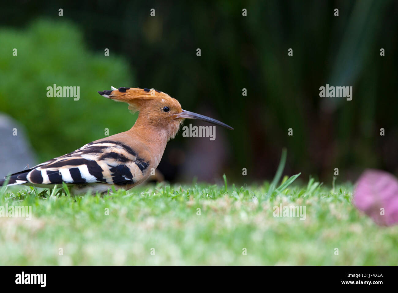 hoopoe on foraging Stock Photo