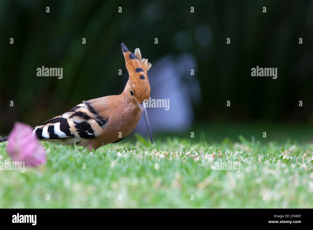 bird birds hoopoe animal bird fauna coloured colourful gorgeous multifarious Stock Photo