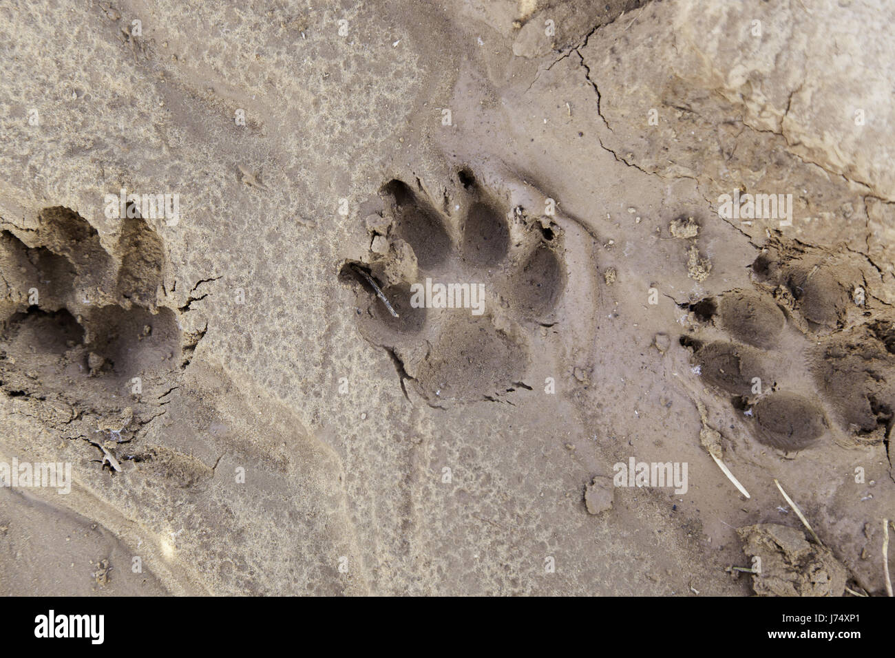 Dog tracks in the mud, detail of a mark on the ground Stock Photo Alamy