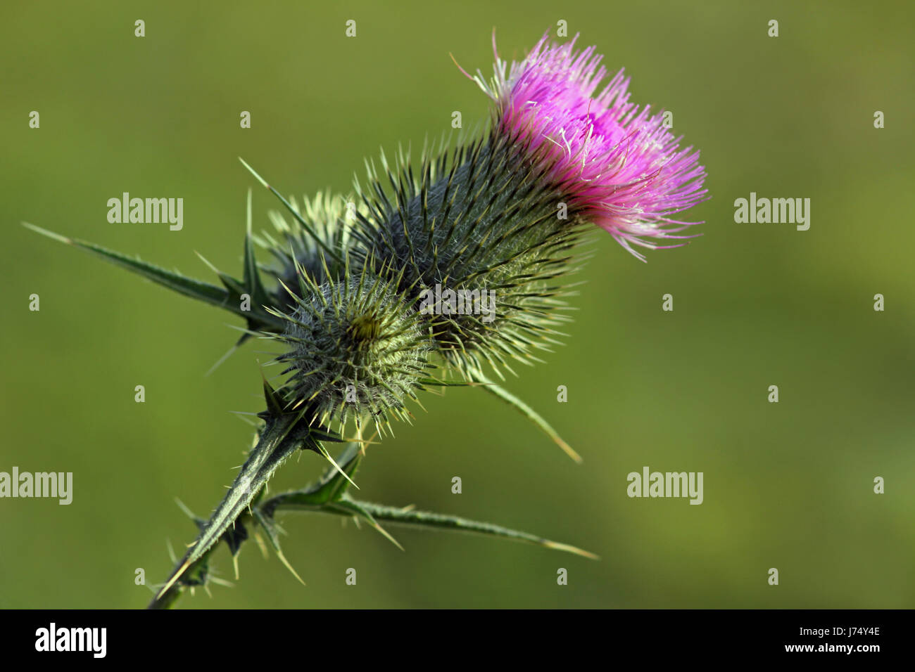 Lancet thistle hires stock photography and images Alamy