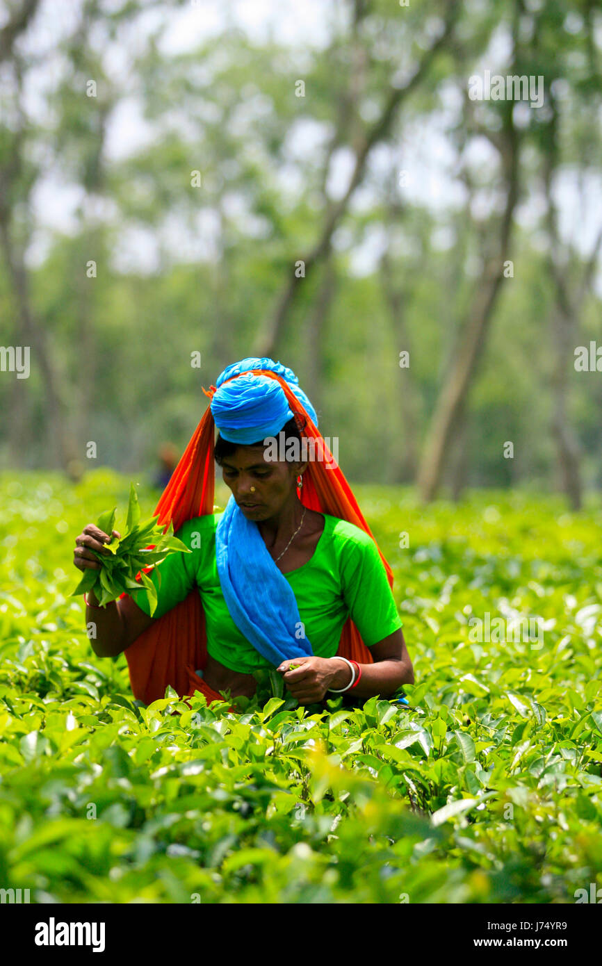 Female tea leaves plucker works at tea garden. Srimangal, Moulvibazar, Bangladesh. Stock Photo