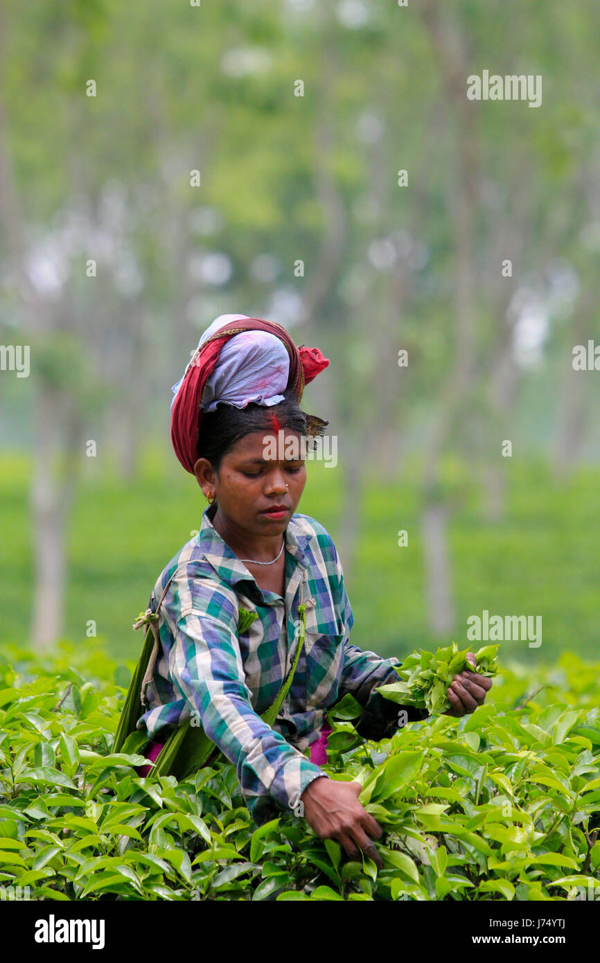 Female tea leaves plucker works at tea garden. Srimangal, Moulvibazar, Bangladesh. Stock Photo