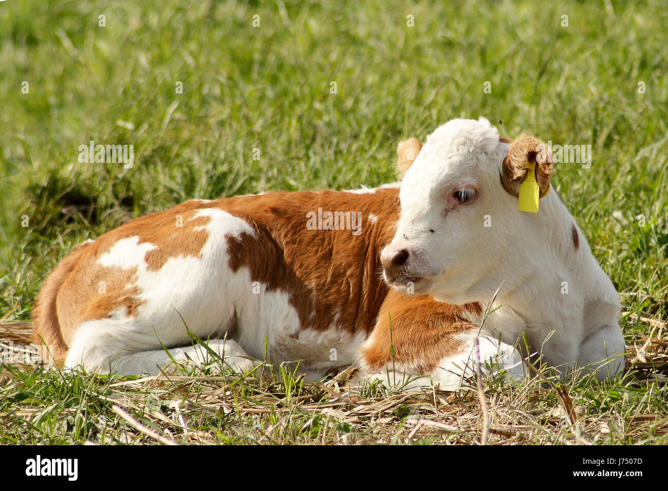 cow bovine calf cattle breeding willow fodder lie lying lies milk cow