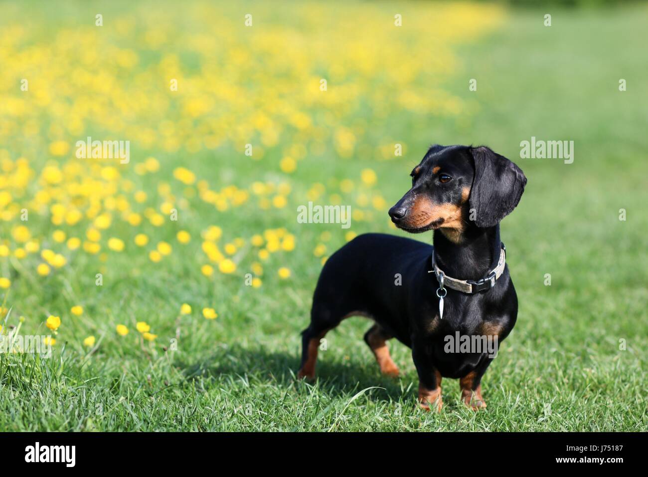 Miniature Dachshund playing in buttercups Stock Photo