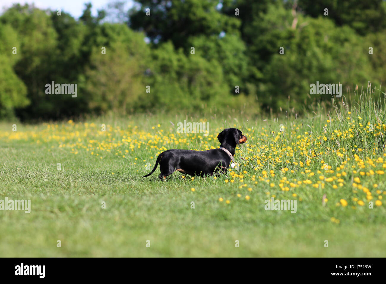 Miniature Dachshund playing in buttercups Stock Photo