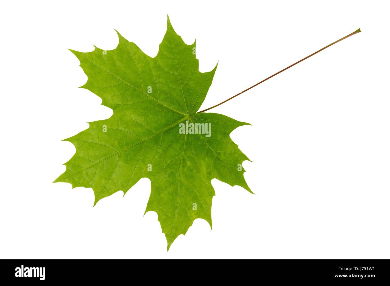 Young, light-green leaf of maple tree Stock Photo