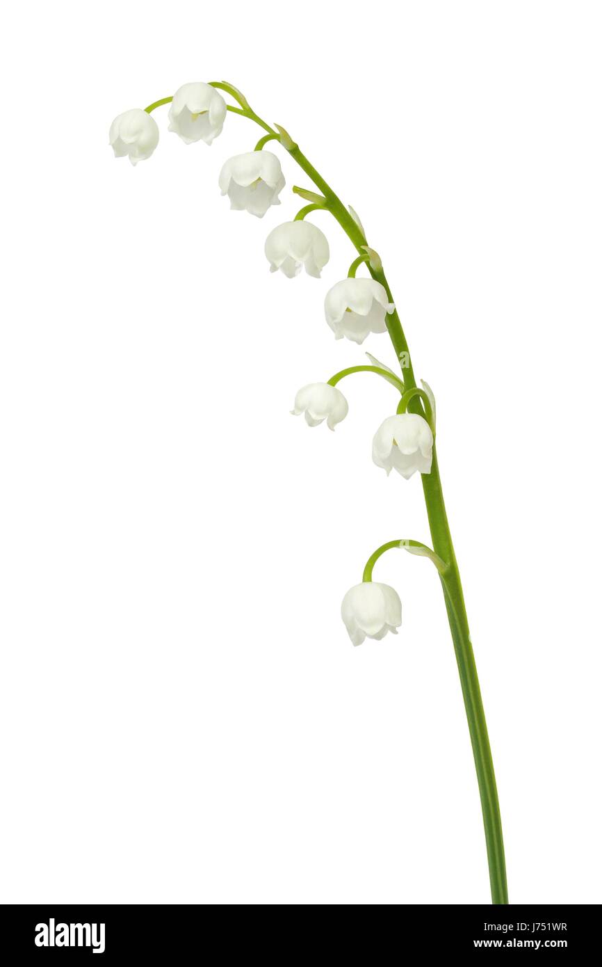 Lily of the valley - flowers isolated on white background Stock Photo ...
