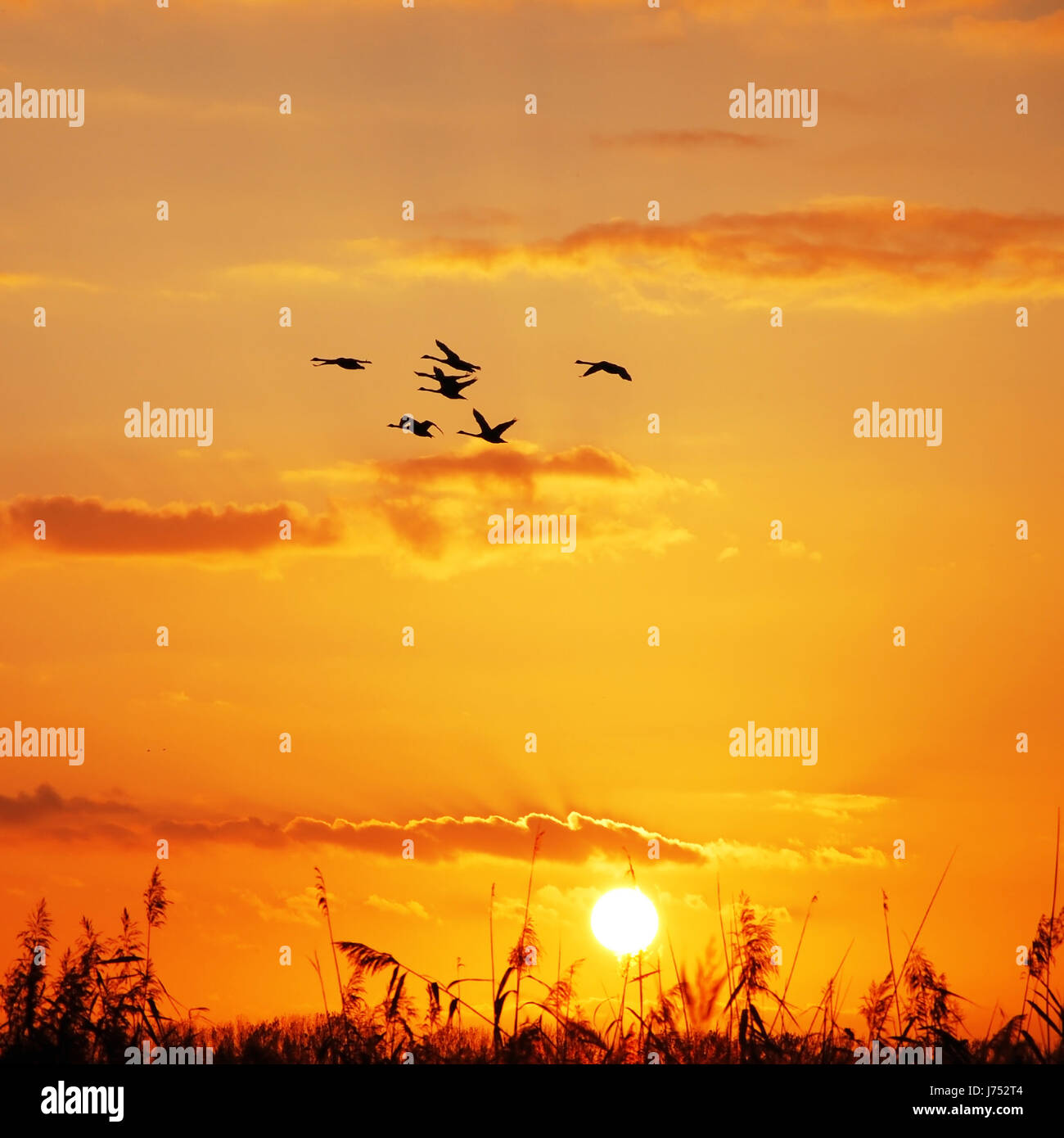 Golden goose clearance sunset