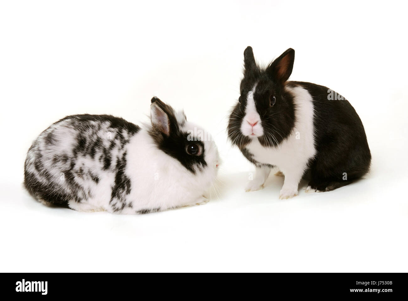 animal pet rabbit rabbits two studio photography animals pets black swarthy Stock Photo