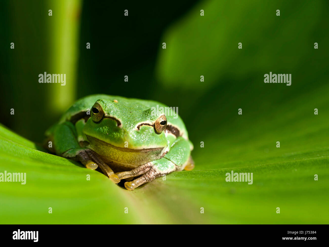 green animals frog animal world greenback tree frog cute nature leaf macro Stock Photo