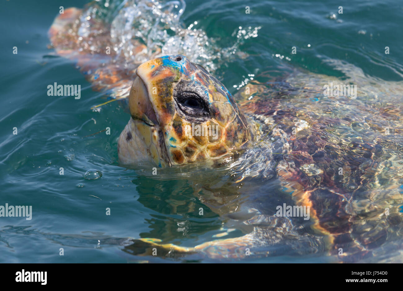 Loggerhead sea turtle (Caretta caretta) in Argostoli Bay, Kefalonia, Greece. Stock Photo