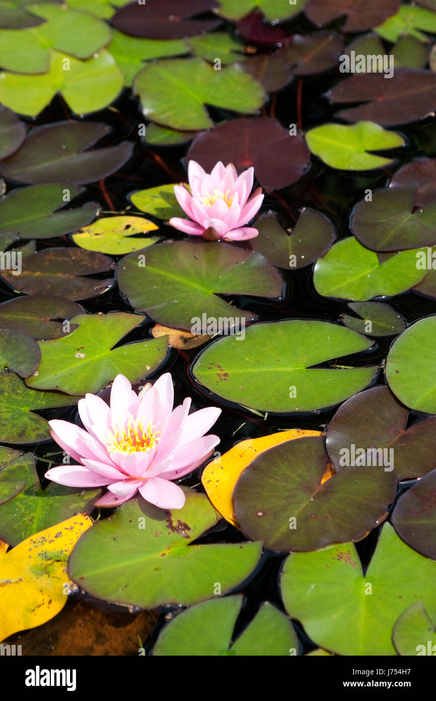 Teich rosen schn rosa bltter wasser malerisch schwimmen hires stock