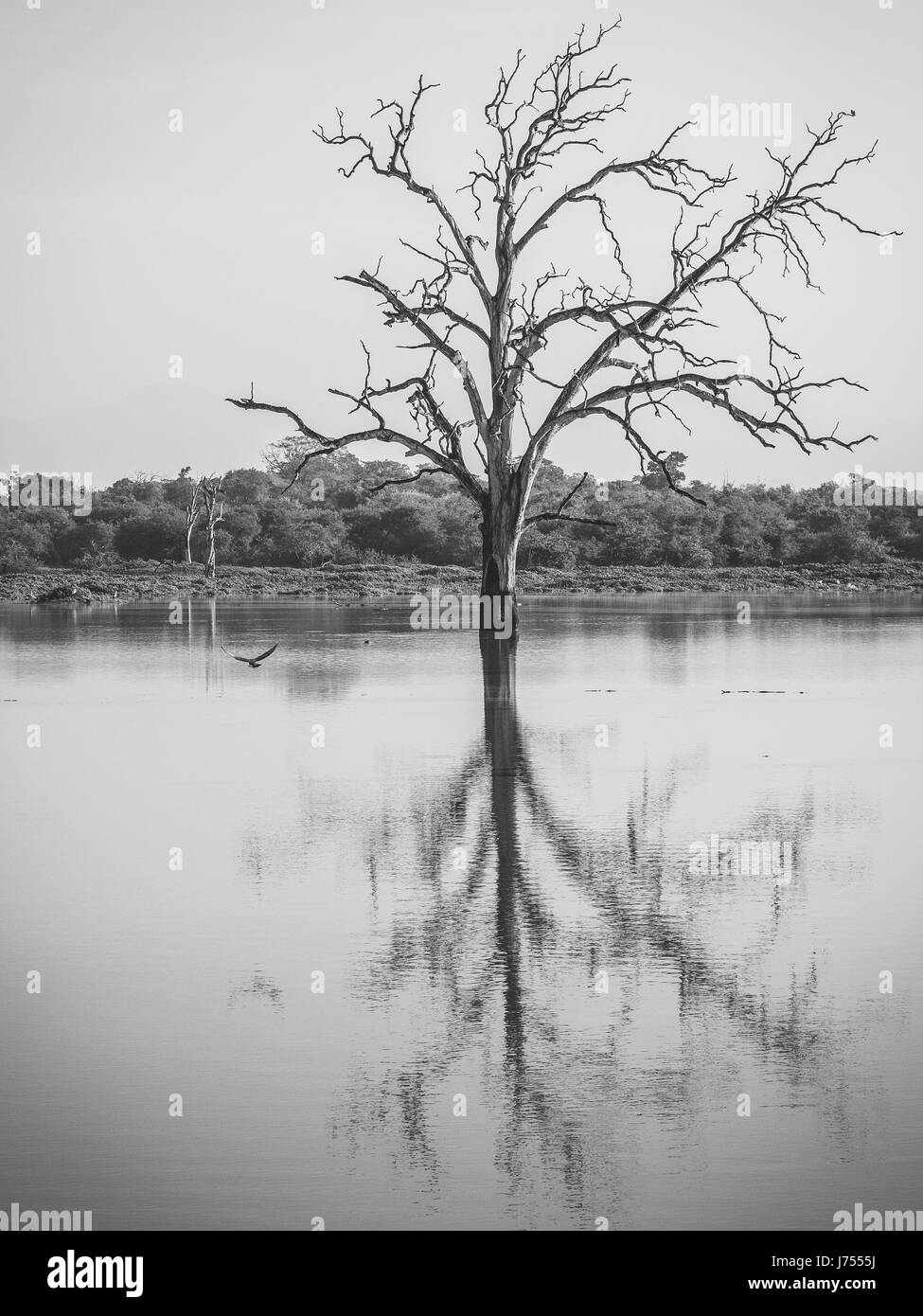 Drowned trees in the reservoir at Udawalawe national park, Sri Lanka. Stock Photo