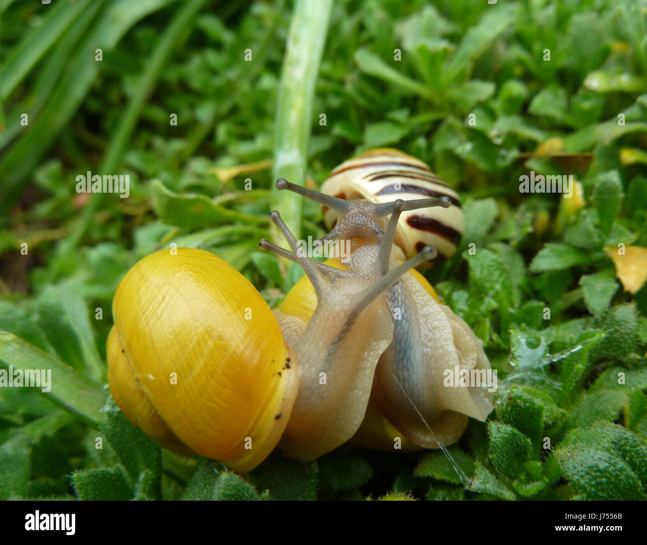 Three Snail Shell Three shell hi-res stock photography and images - Alamy