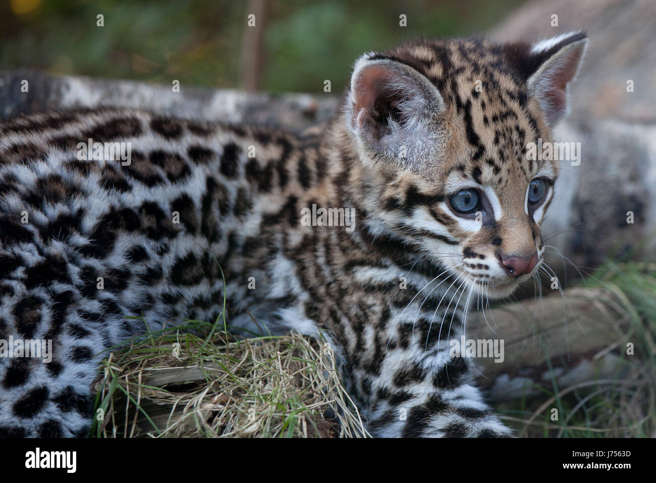 cute baby ocelots