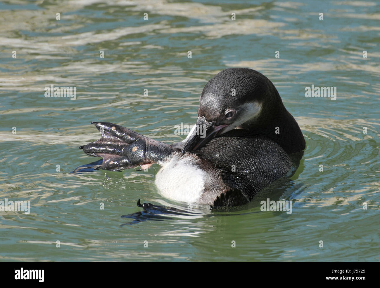 penguin feathering bathing swimming swiming swim swims to do the crawl Stock Photo