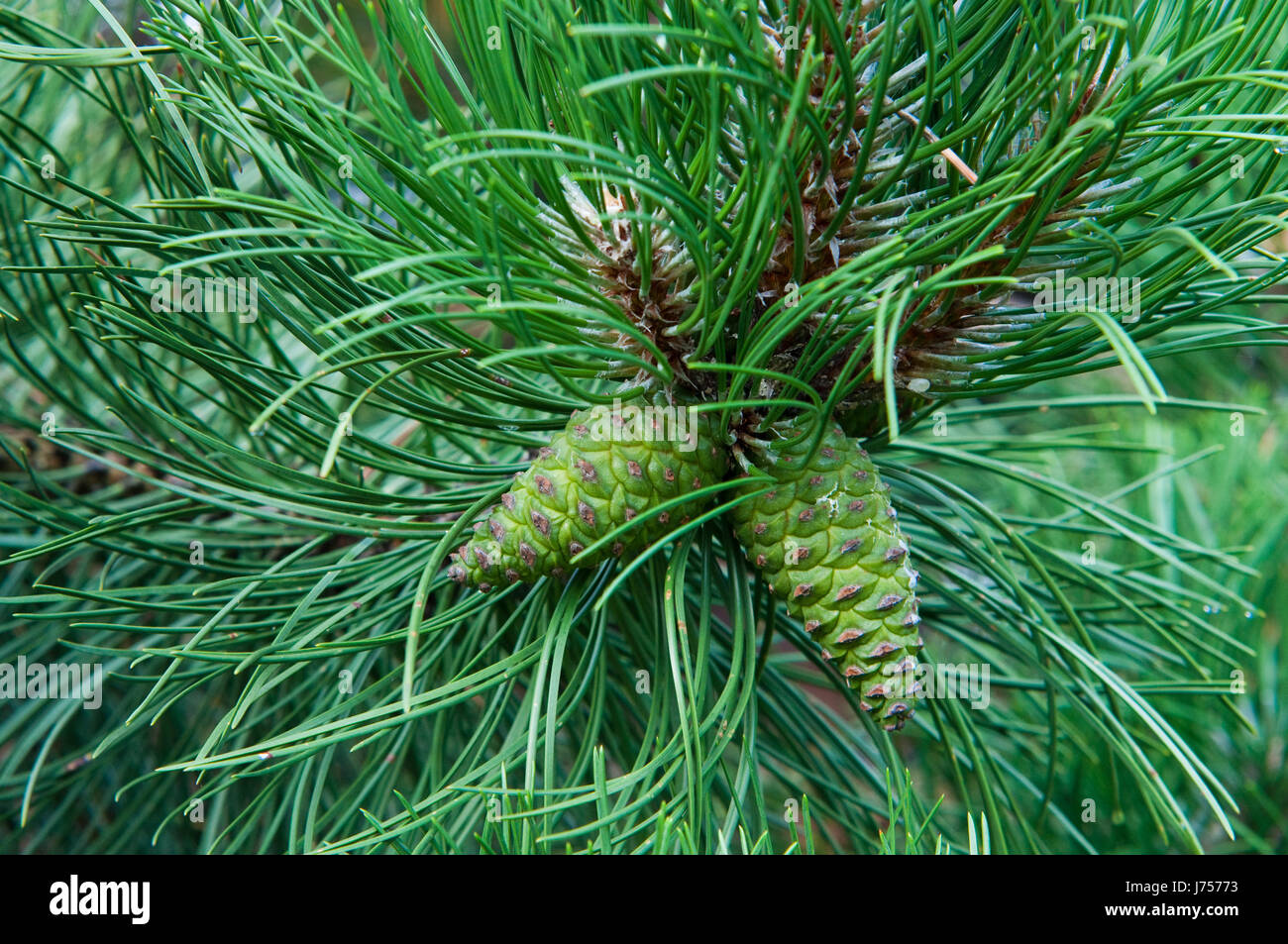 cone hanging on the branch of the pine Stock Photo - Alamy
