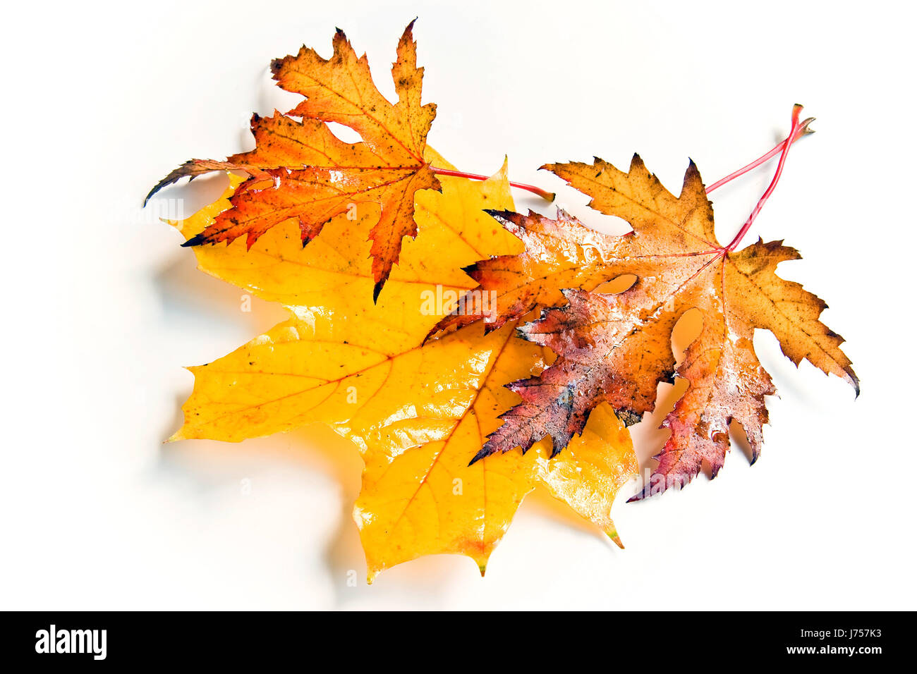 October Dripping isolated leaves wet october fall yellow foliage drop drip drops seeping ...