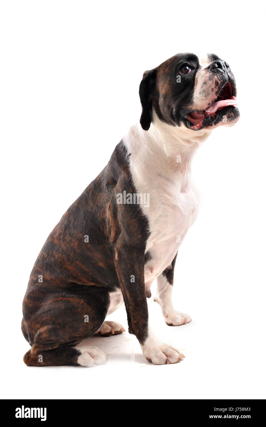 pet brown brownish brunette dog boxer white beautiful beauteously nice animal Stock Photo
