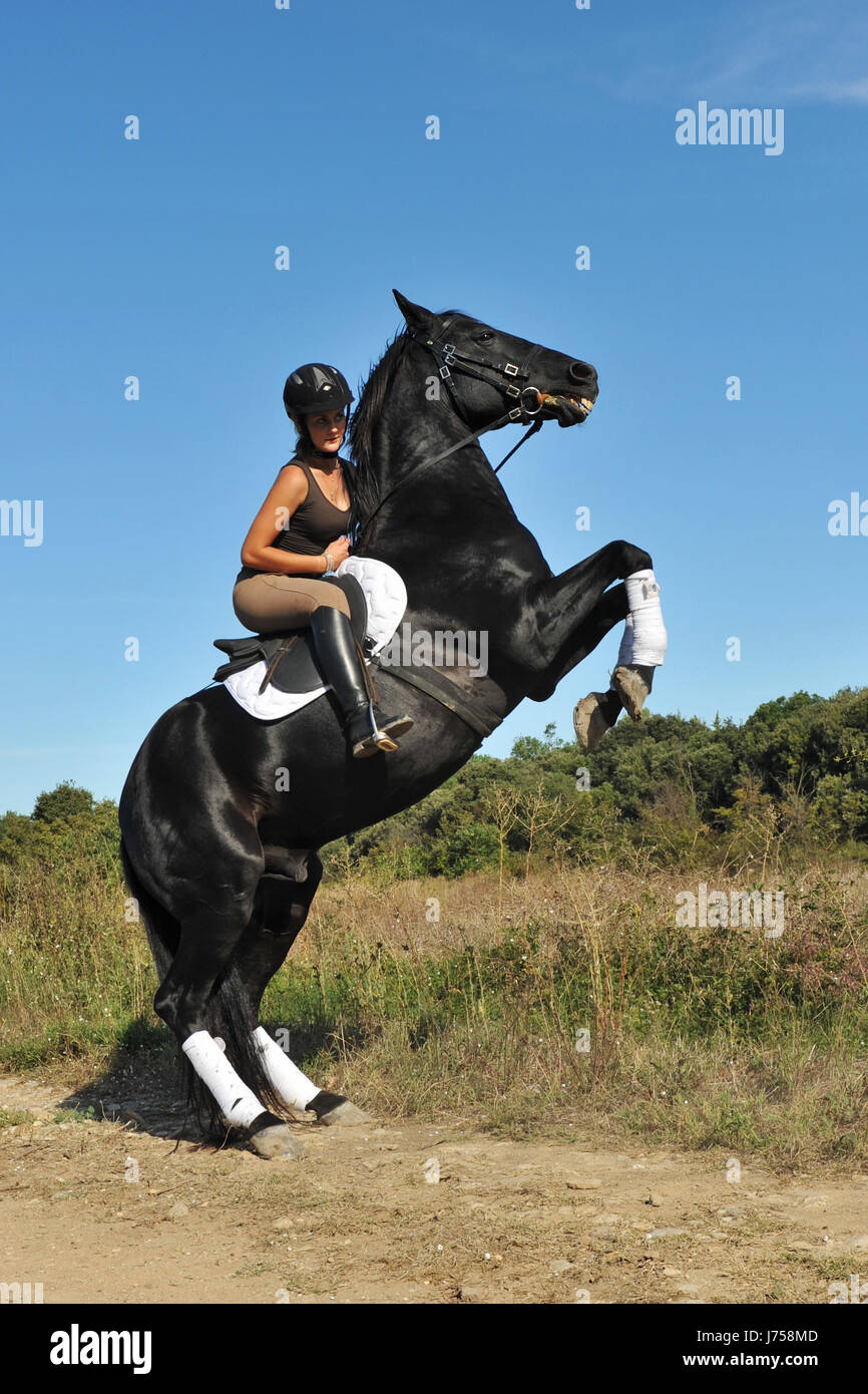 horse rearing woman blue danger sport sports animal black swarthy jetblack deep Stock Photo