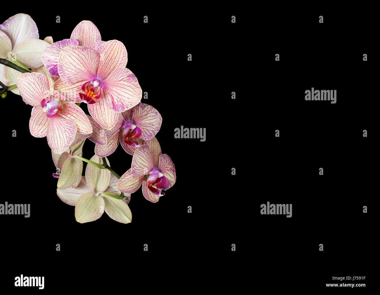 health optional flower orchid plant spa wellness beauty natural