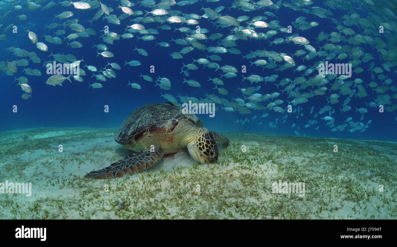 dive fishes turtle mackerel tortoise asia fish underwater dive fishes turtle Stock Photo