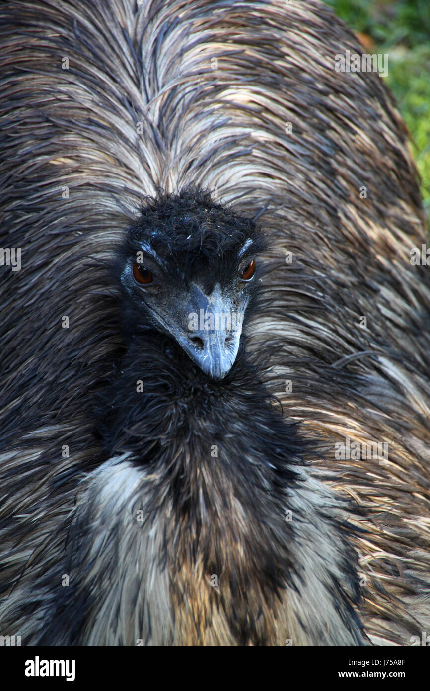 bird birds flightless bigger cursorial birds emu animal bird portrait ...